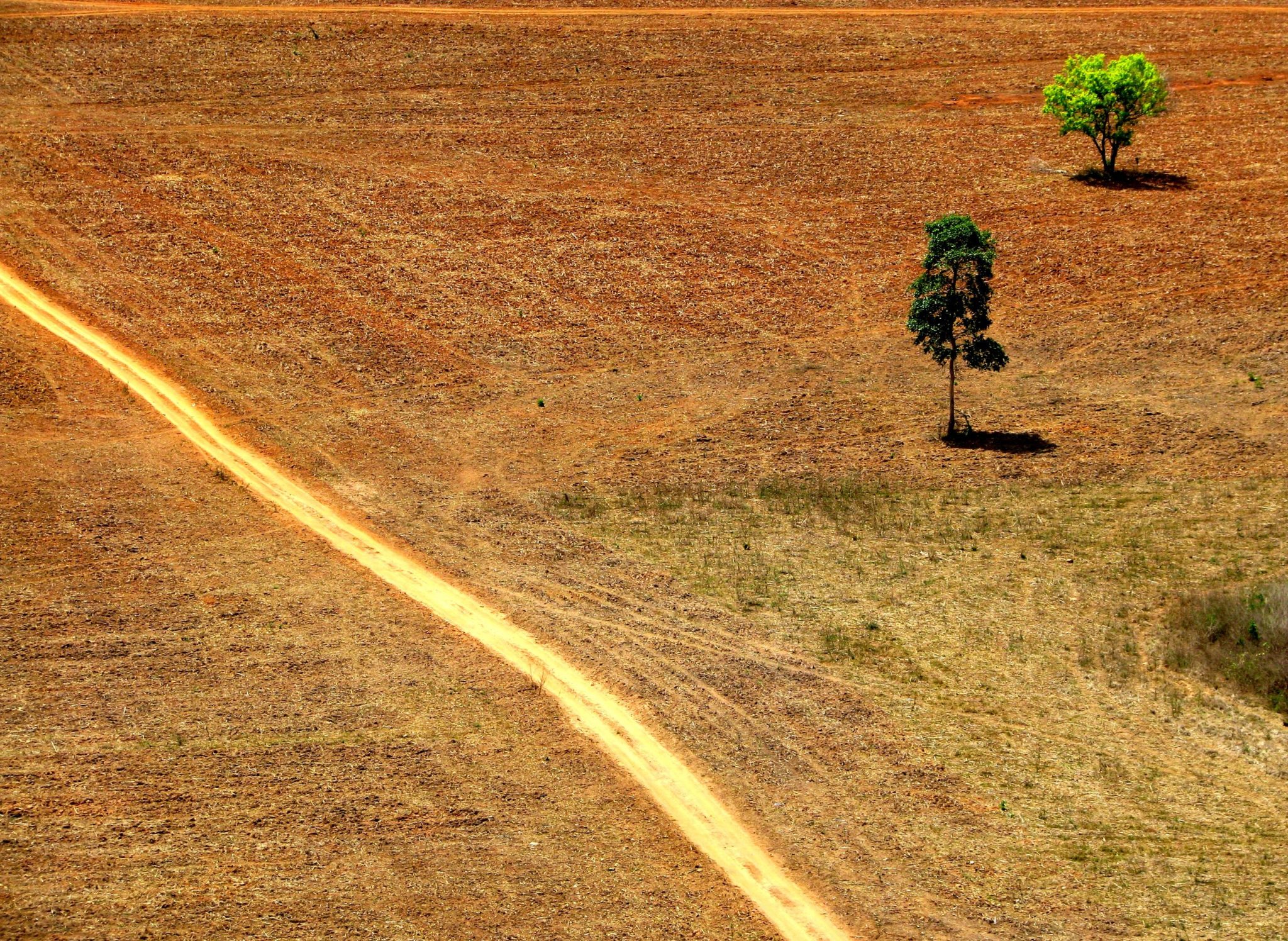 Amazzonia, nuovi studi confermano l’aumento di deforestazioni con Bolsonaro